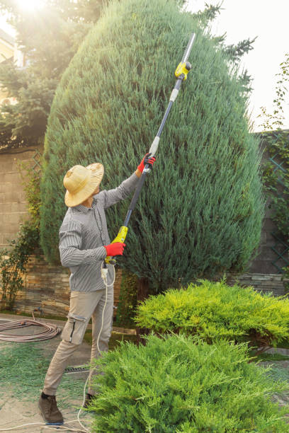 Reliable San Antonio Heights, CA Tree Service Solutions